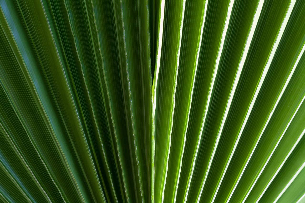 Green plant pattern